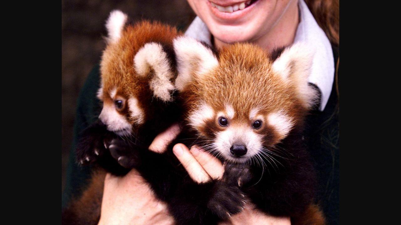 The red panda makes its home in deciduous and conifer forests. But human activities are shrinking forests, including in India’s Sikkim, further putting the animal in danger. In this photo, male red panda cubs Joshi (L) and Shaytan (R) have a look at their surroundings at Taronga Zoo in Sydney back in 2000. Photo: AFP